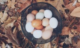 The Ultimate Guide to Chickens and Eggs: Everything You Need to Know