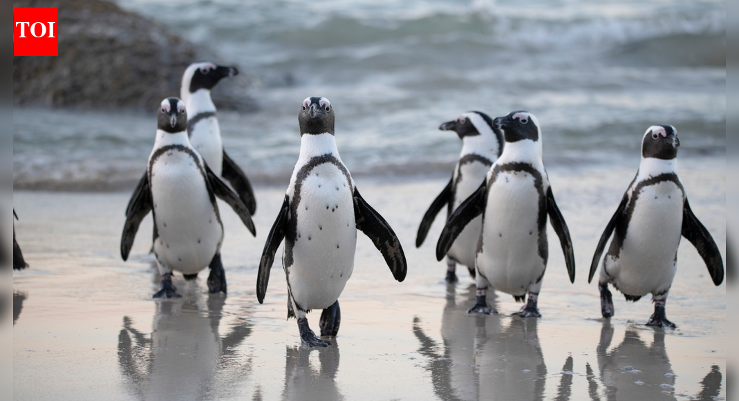 60,000 African penguins died: Study finds shocking truth behind the mass die-off |