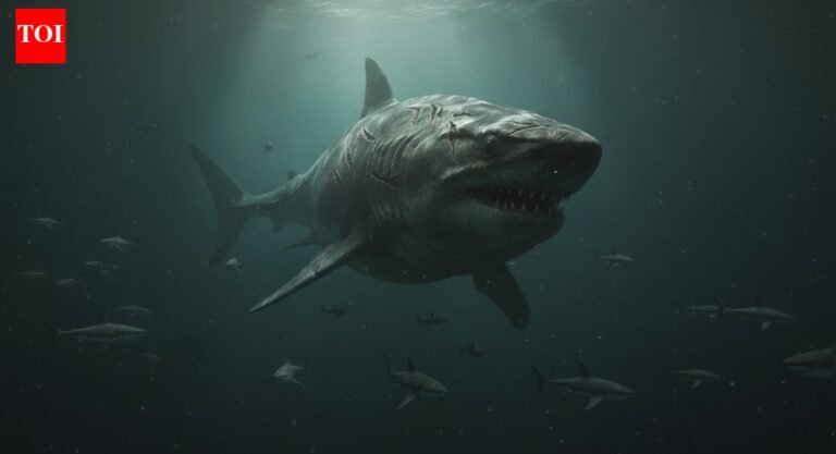 Scientists were certain they had finally located the enormous megalodon after discovering the enigmatic deep-sea