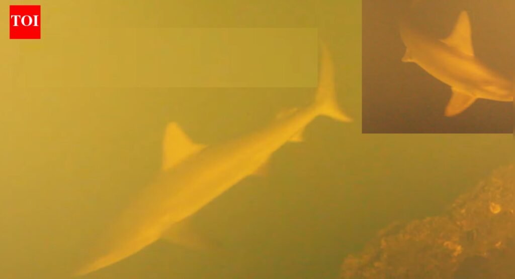 Scientists baffled as sharks found swimming inside one of world’s most active underwater volcanoes |