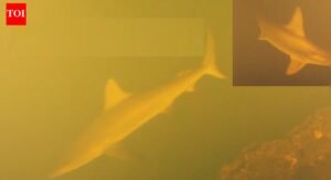 Scientists baffled as sharks found swimming inside one of world’s most active underwater volcanoes |