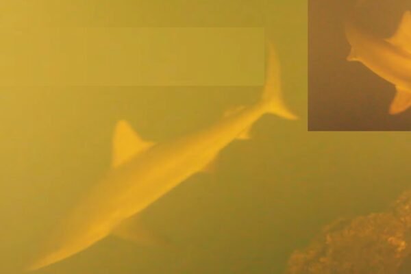 Scientists baffled as sharks found swimming inside one of world’s most active underwater volcanoes |