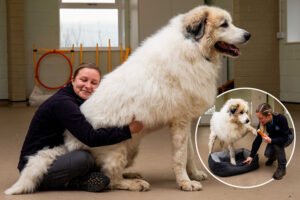 ‘Glorious’ dog the size of a small POLAR BEAR is hoping for a new owner