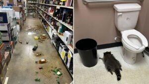 Drunk raccoon behind liquor store rampage suspected of other ‘break-ins’ | US News