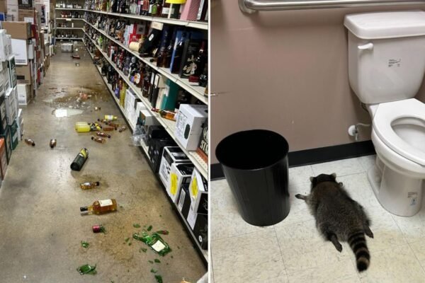 Drunk raccoon behind liquor store rampage suspected of other ‘break-ins’ | US News
