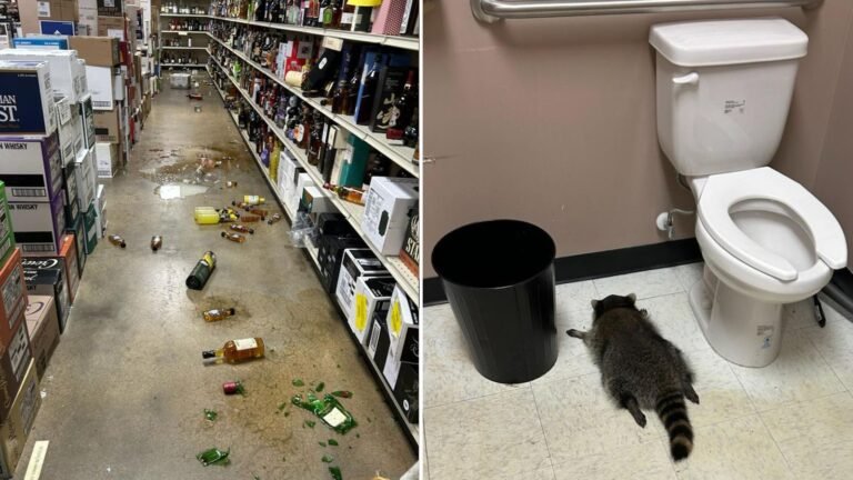Drunk raccoon behind liquor store rampage suspected of other ‘break-ins’ | US News