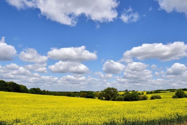Farmers lose more than £800m after hottest spring and summer on record, study finds | UK News