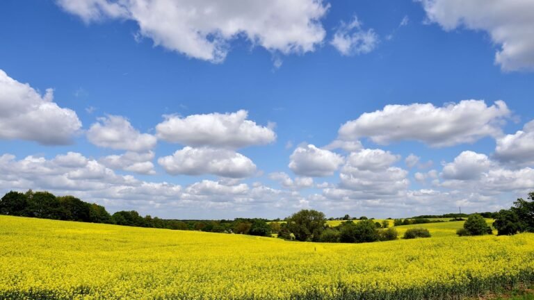 Farmers lose more than £800m after hottest spring and summer on record, study finds | UK News