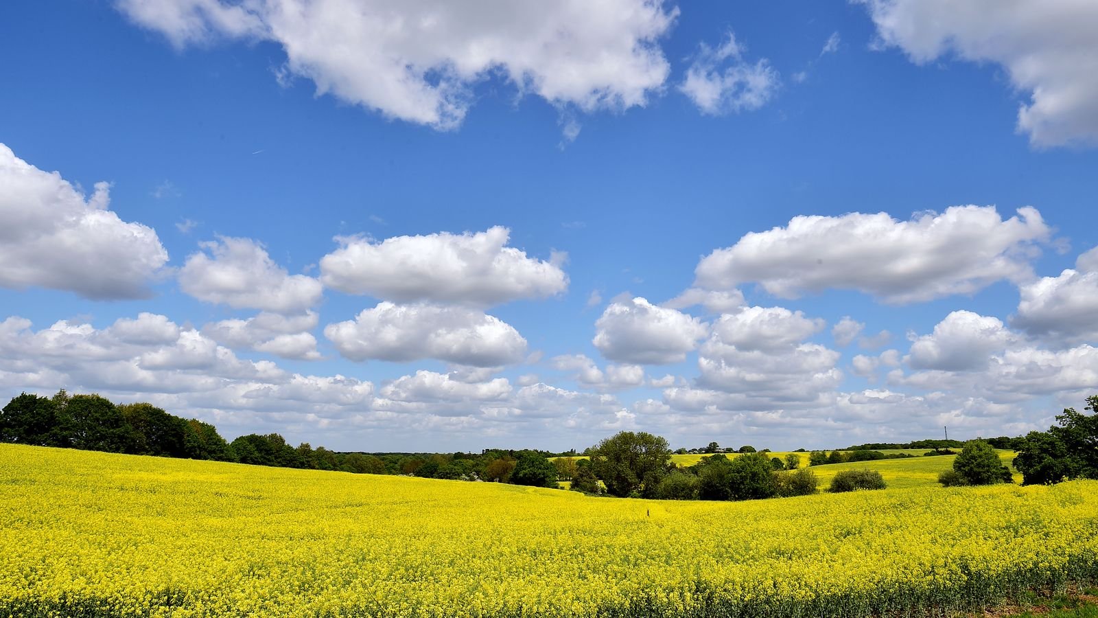 Farmers lose more than £800m after hottest spring and summer on record, study finds | UK News