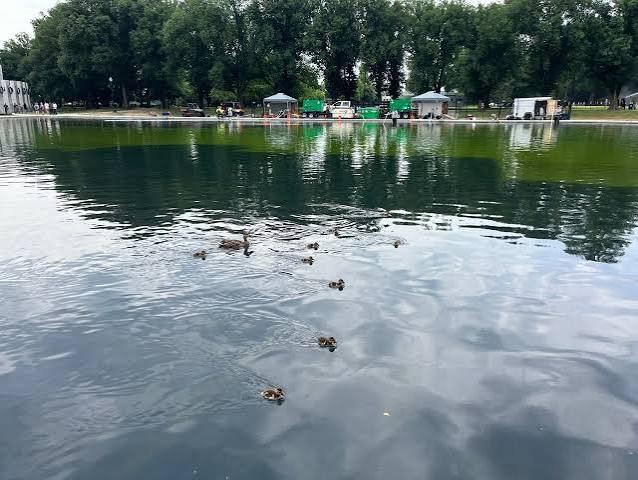 Green algae bloom in the Lincoln Memorial Reflecting Pool.

